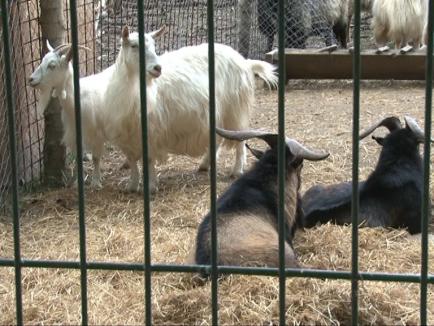 Animalele de la Zoo, scoase la licitaţie: 70% din excedentul de animale domestice a fost vândut (FOTO)
